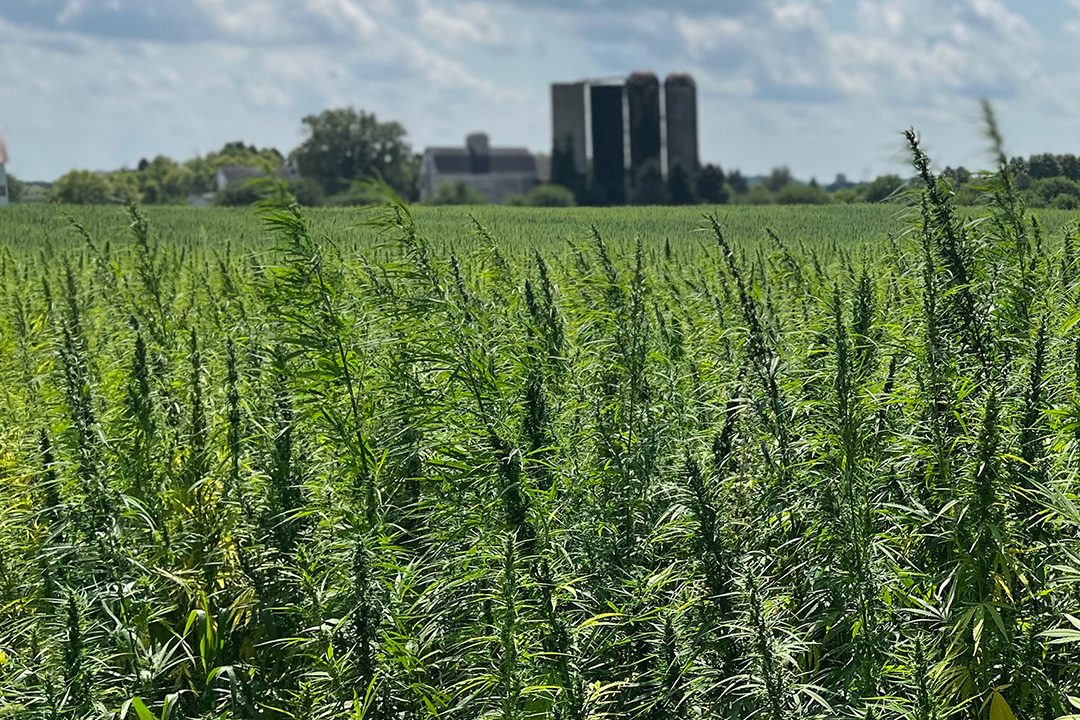 A field of industrial hemp plants growing under open sky